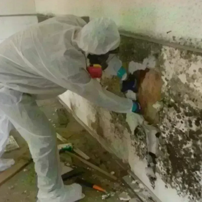 Mold Remediation and Removal in Lynden, WA